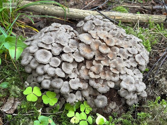 Polyporus umbellatus